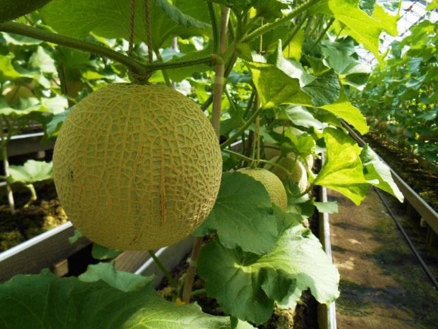 Hokota Melon
