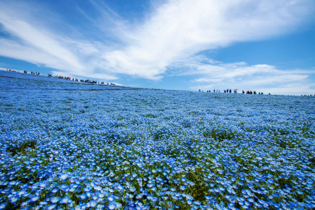 Hitachi Seaside Park (Kokuei Hitachi Kaihin Koen)